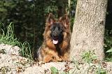BERGER ALLEMAND 018